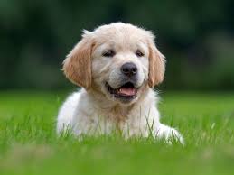 A picture of a dog