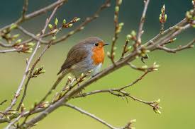 A picture of a bird